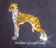 italiangreyhound.jpg